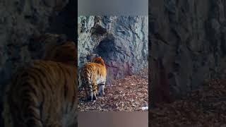 Massive Siberian Tigress #wildlife #tigress #siberiantiger #animals #tiger #wildtiger #tigreal