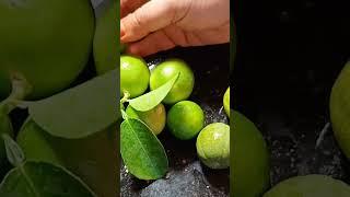 Lime harvest fresh from garden #nature #beautiful