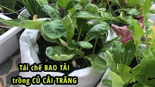 TÁI CHẾ BAO TẢI trồng CỦ CẢI TRẮNG siêu dễ thương