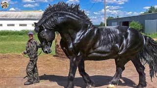 Farm Raising Most Powerful Horse Breed - Most Expensive and Beautiful | Horse Farm