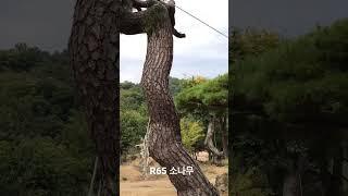 R65 소나무 가부리형 특수목 010-9315-8804