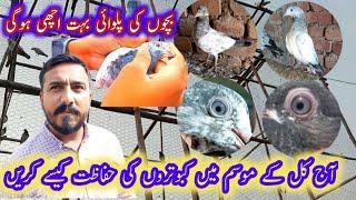 kabootaro ki care kaise kere || haider pigeons club || birds care tips || kabootar lovers