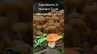  Saprobionts…