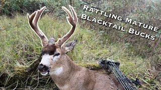 Archery Hunting Mature Blacktail Deer