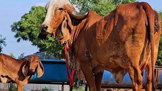 गीर गाय रूकमणी!! Top Breed #Gircow Best Bloodline Heavy Gaumata Available For Sell (MO.9511592301)