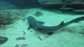 Diving in Blue Lagoon, Bali 2019 Shark