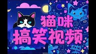 #赚钱最快的方法 借猫咪搞笑视频之风掀视频号爆笑故事潮无门槛快速入门!#赚钱项目 #赚钱 #网上赚钱 #网赚