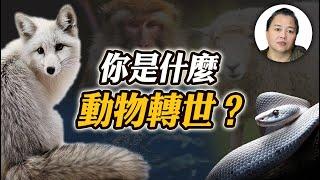 【輪迴】你是動物轉世嗎？從累世習性看今生性格！