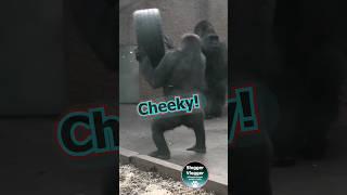 Cheeky Youngster - Throwing Tyre At Silverback