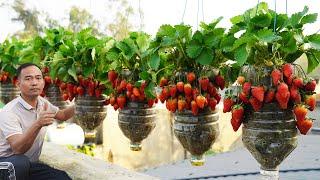 Growing Strawberries in Plastic Bottles - Surprising Results!