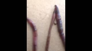 Identifying 3 common composting worms