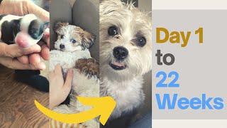 Puppy Growing Up 1 Day to 22 Weeks | Morkie Puppy