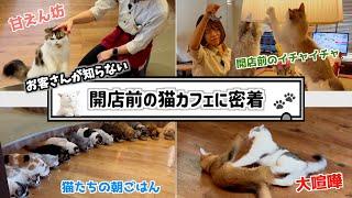 誰も知らない猫カフェ開店前の秘密。