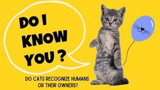 Do Cats Recognize Humans or Their Owners? - Cat's Knowhow