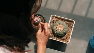 Fujifilm XE3 Video Sample - The Seeds of happiness