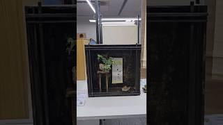 Авангардная ниша Токонома от Елены Бельской #токонома #япония #бонсай @Studio.Bonsai