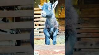 goat  & monkey  funny  #funnyvideos #goat #monkey #viral #video #funny #cute #shorts #yt