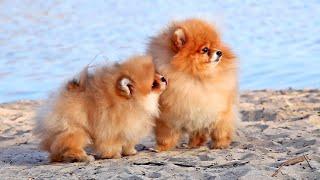 Pomeranian dog / Pomeranian with pomeranian puppy.