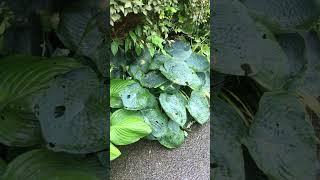 Hostas under the hedge along the path