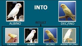 Love Birds Mutation Hobby #Albino Red eye x DEC/Ino Pairing possible results