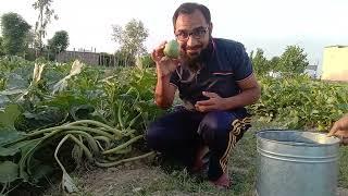 Pakistani Round Gourd Harvested from a Local Farm (Urdu) | Dr. Sohail Malik | Haripur Pakistan