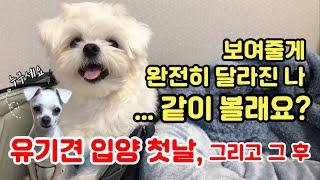 유기견 입양 첫날의 모습, 그리고 3개월동안의 변화 기록 (생닭은 잊어줘요!)