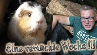 News aus Fränkis Tierwelt: Meerschweinchen verursachen Urinflecken / Molly? / Zebrafink auf Abwegen