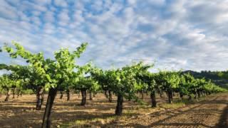 Robert Mondavi Winery Napa Valley Cabernet Sauvignon Video