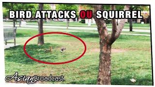 BIRD ATTACKS SQUIRREL at University of Oklahoma