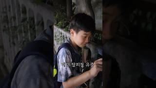 매미가 7년을 땅속에 있다 성충이 되려고 밖으로 나왔네요 #shorts