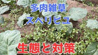 乾燥に強く、夏に多い、多肉雑草スベリヒユの生態と対策