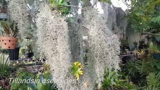 Gardening with Gabriel - A Folklore Story of Tillandsia usneoides or Itla-Okla