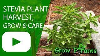 Stevia plant - How to grow & care - Sweetener (Candyleaf)