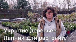 Укрытие деревьев. Лапник для растений.