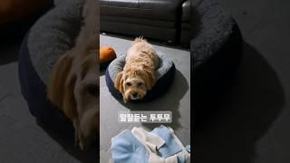 말잘듣는 말티푸 투투무 #말티푸 #투투무 #tutumu #maltipoo