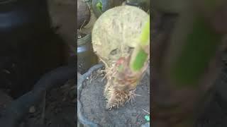 BONSAY KELAPA TAHAP AWAL.proses pecah daun#SHORTS
