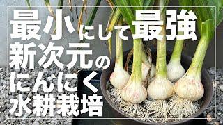 【秋野菜超おすすめ】にんにくの水耕栽培の全てを徹底解説｜省スペースで簡単すぎて満足サイズで文句なし！究極のミニマム家庭菜園