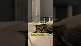 Top 5 Signs your cat is obsessed with you!️#obssessed #catbehavior #catlovers
