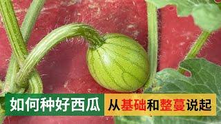 How to grow watermelon, starting from the basics and vine pruning | 如何种好西瓜，从基础和整蔓说起，简单轻松，适合家庭有机种植