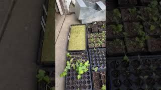 Urban Farming Starts Outside to get sunlight