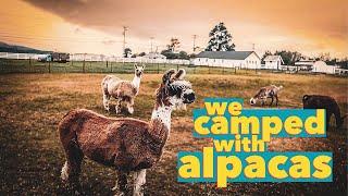 CAMPING with ALPACAS in Tillamook, Oregon!