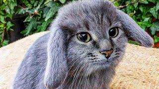 Top 10 World’s Most Exotic Cats