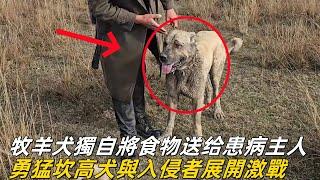 忠誠牧羊犬獨自將食物送到身患疾病的主人身邊，勇猛坎高犬與入侵者展開激烈戰鬥#坎高犬 #牧羊犬 #狼群 #狼