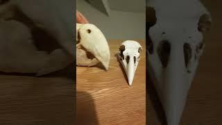 Macaw vs Raven Skulls!