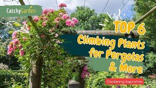 6 MUST-HAVE Climbing Plants for Pergolas & More  // Gardening Ideas