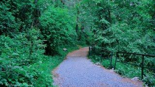 Exploring the Scenic Pipeline Track in Donga Gali - A Nature Lover's Paradise