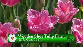 Wooden Shoe Tulip Update