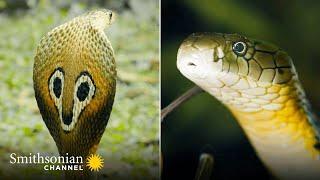 Gruesome: A Female King Cobra Eats Another Snake  Into the Wild India | Smithsonian Channel