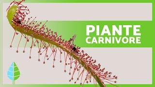 PIANTE CARNIVORE: Tipi e come si nutrono️