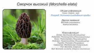 Сморчок высокий (Morchella elata)